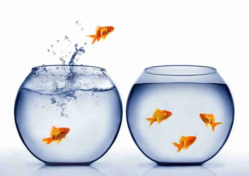 A goldfish jumps out of a fishbowl with three goldfish, heading toward another bowl with three goldfish. Water splashes where the fish left the first bowl.