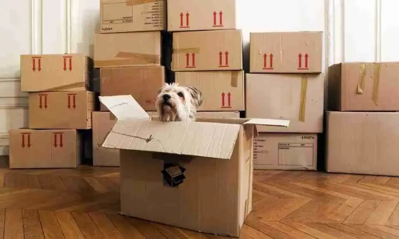 A small dog sits inside an open cardboard box, surrounded by many other packed boxes on a wooden floor, suggesting a moving or relocation scene.