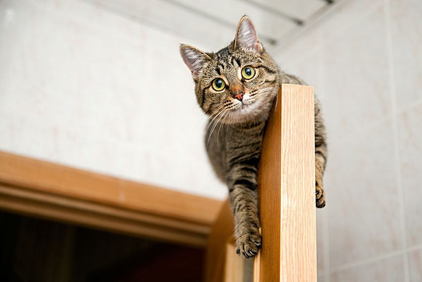 moving with a cat